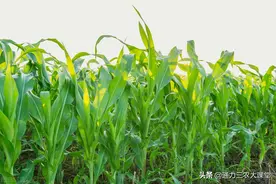 玉米喷施矮壮素有害处吗？亩产1500斤这些种植技术一定要知道图片