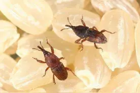 米面生虫了，还能吃？图片