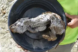 北极再现史前生物尸体，科学家担忧不已：对人类来说不是好消息图片