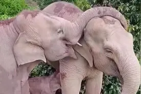 真相来了：云南象群“断鼻家族”北迁的情感故事图片