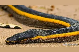 致命时间最短的海蛇！江湖人称“黑黄一丈”的时尚蛇——长吻海蛇图片