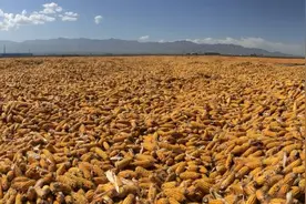 耕养手册丨玉米品种，高产和稳产选哪个更靠谱？图片