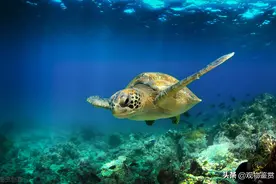 陆龟一般长得很大，但只有水龟和半水龟可以养，什么龟长得快又大图片