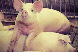 猪肉为什么越来越难吃，难道是错觉吗？不是错觉，是因为猪变了图片