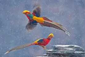 山西农民意外遇见一只“怪鸟”，喂养四年，网友：这可不是一般鸟图片