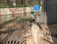 搞笑合集：动物园环尾狐猴集体张开双臂图片