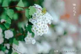 美的太犯规！东太行绣线菊已开满山坡，赏花还送大礼！图片