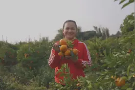 一天卖出15万斤芒果，她却一度想放弃，巧妇9妹的这些年图片