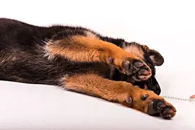 狗爪子闻起来是什么味道？听说像...爆米花？图片