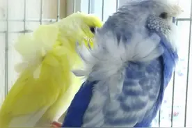 虎皮鹦鹉的颜色配对表，附公式，带你解锁基因玩法图片