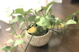 很多人对绿萝有误解，它真的“喜阴”吗？看看我的测试就知道了图片