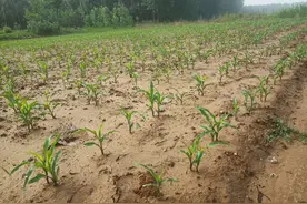 都说夏季香菜难种，老农却能让夏季香菜亩入万元，他是如何做到的图片