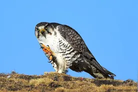 新疆喀纳斯出现猎隼，空中用翅膀猛击铁雀，抓住野兔直接切断脊柱图片