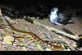 巨大蜈蚣占据澳大利亚岛屿，很多海鸟惨遭毒手，网友直呼药材丰富图片