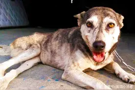 狗狗被汽车压成残疾，没想到一个笑容，竟改变了自己悲惨的命运！图片