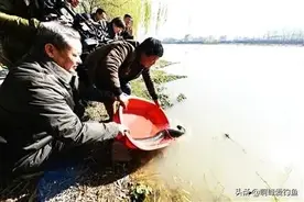 价值6.5万的河鳗，他却选择放生！同为鳗鱼，河鳗为何如此昂贵图片