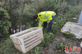 数千只小龙虾上演高速“大逃亡”，衡阳路政员徒手擒虾图片