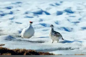 林草科普|岩雷鸟 柳雷鸟 只在阿尔泰山相遇图片