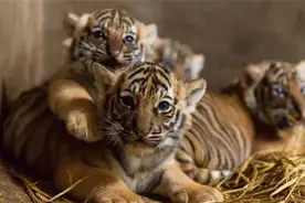 除了和平公园，以前上海还有这些公园有动物园……图片