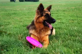 养狗，认准这5种狗狗，个个忠心护主图片