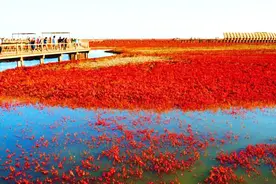 想知道东北的螃蟹是怎么越冬的吗视频封面