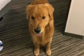 主人带金毛去住酒店，得知自己睡一张床后，金毛态度就变了图片