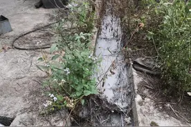 近40吨！危险废物直排 导致树木死亡 赣州警方：严查图片