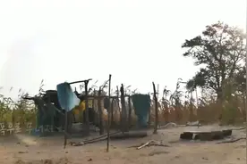 非洲5兄弟被父母狠心丢下！没房子每天睡大街，没饭吃偷吃玉米杆图片