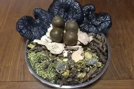 自制龟苓膏图片