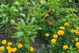 56岁丧偶女人的心声：往后余生的日子里，该不该再找个伴呢？图片