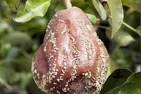 只有掌握好梨树病害的原因，才能针对性的做出防治，保证梨树健康图片