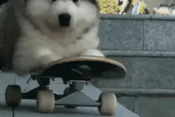 阿拉斯加小时候胖的像小奶猪，长大之后真的太帅气了，想撸秃狗头图片