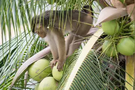生存不易！泰国猴子给人摘椰子打工维持生活图片