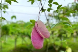 四川八月瓜如何做到“全国之最”？图片