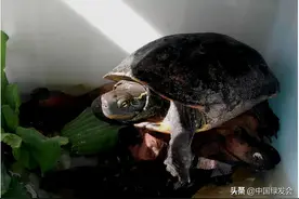 中国龟鳖的分布和分类图片