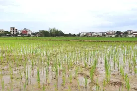 盘活撂荒地 打造致富田！快看广东兴宁如何“变废为宝”？图片