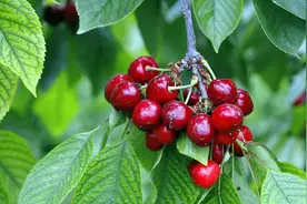 旅游+采摘，铜川大樱桃熟了，品味季节的甜美就是这么简单图片