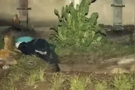 28年前南医大女生被杀案案情披露图片