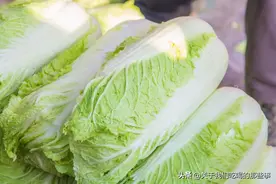 冬季买白菜，怎么判断有没有“甲醛”？菜农：认准3点，轻松避开图片