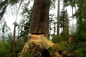 加拿大的致富天才伐木工，月薪50000元，蓝领中的金领，纪录片图片