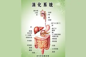 人体最重要的消化液你知道吗？图片