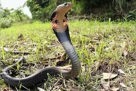 中国十大毒蛇——舟山眼镜蛇图片