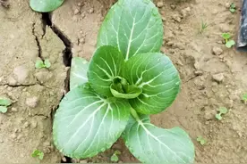 种青菜总是长不好？原来浇水的方法出了问题，农户别做错了图片