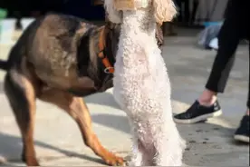 泰迪因车祸被截肢，又遭主人抛弃，孕妇领养后改变了它图片