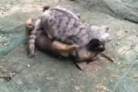 狗狗在院子不停地尖叫，以为有偷狗贼，赶紧跑出后，丢人现眼图片