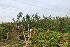 桃刚摘完，桃枝就“咔咔咔”剪掉了，农民为何如此狠心？不挣钱吗图片