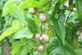 人称“零余子”，50元一斤，别遇见不认识，带回家有妙用图片