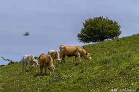这处高山草甸上的牛群几个月不下山也没人管，吃青草踏野花，美图片