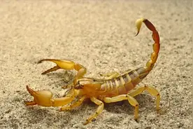 贺兰山的劫难：捉蝎子风气盛行，人蝎两败俱伤，代价有多大？图片