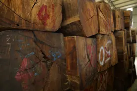 盘点：“大众情人”缅甸花梨（大果紫檀）家具有什么优点图片